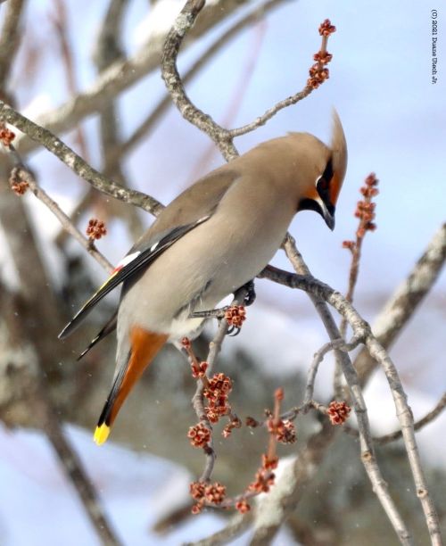 Bohemian Waxwing WOW.jpg